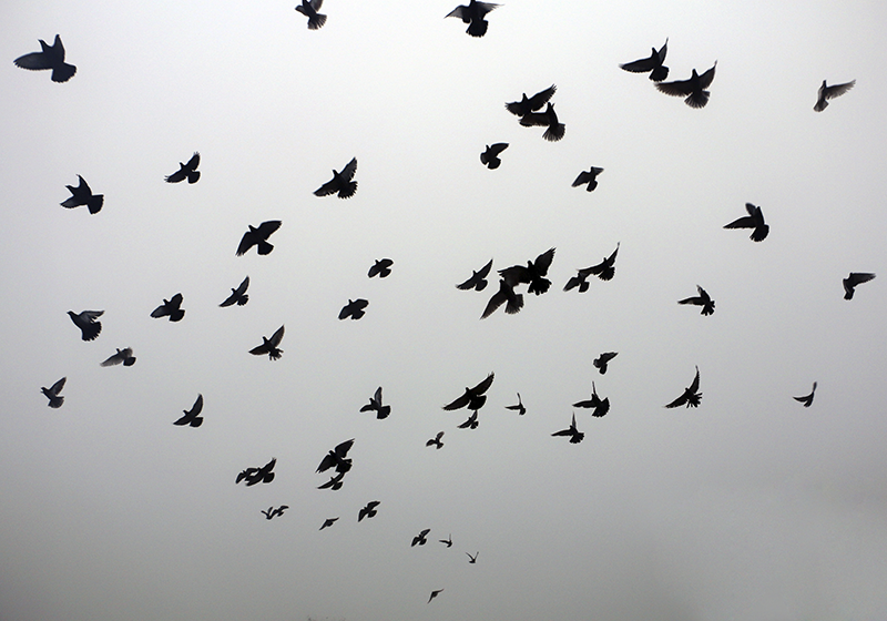 Vliegende vogels patroon vinyl tapijt meer kinderen - TenStickers