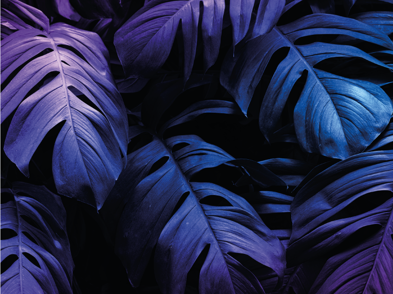 Tropisch bladontwerp vinyl tapijt bloemen en planten - TenStickers