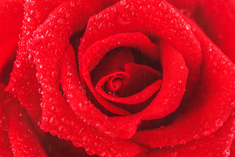 Roos ontwerp vinyl tapijt rood - TenStickers