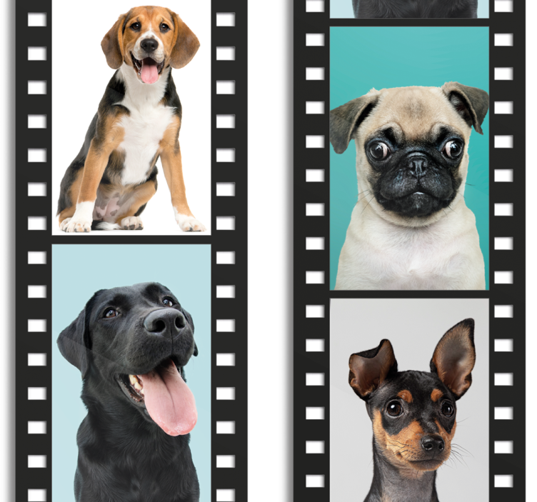 Hondenfilmstrip behang honden - TenStickers
